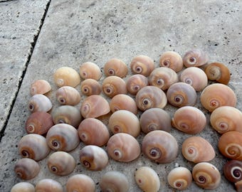 44 Caracóis Lunares Olho de Tubarão XS