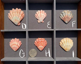 Conchas raras em formato de pata de leão (vendidas individualmente)