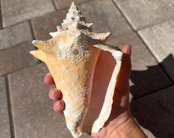 Concha de búzio-rainha natural dos Cayos da Flórida