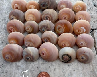 25 Caracóis Lunares Olho de Tubarão