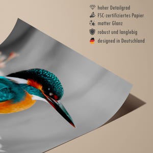 Kingfisher poster – colorful nature print as a modern bird poster for pictures living room & wall art, animal poster without frame FSC paper image 2