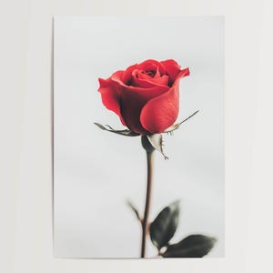 Póster minimalista de primer plano de rosa roja: elegante imagen floral para decorar el dormitorio, el salón o la oficina.
