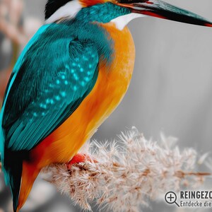 Kingfisher poster – colorful nature print as a modern bird poster for pictures living room & wall art, animal poster without frame FSC paper image 3