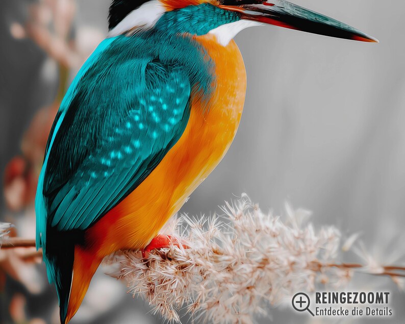 Kingfisher poster – colorful nature print as a modern bird poster for pictures living room & wall art, animal poster without frame FSC paper image 3