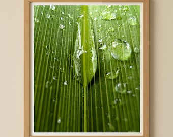 Green Nature Photography Wall Art – Leaf with Water Droplets | Digital Photo Poster | Instant JPG Download in 5 Sizes