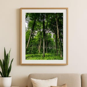 Wald Poster Digitaler Download | Naturfotografie Hochauflösend | Printable Forest Wall Art JPG | 5 Formate inkl. DIN A1 zum Ausdrucken