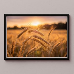 May include: A framed print featuring a golden wheat field at sunset. The image captures the sun's rays illuminating the wheat stalks, creating a warm, inviting scene. The black frame adds a touch of elegance to the natural landscape.