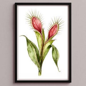 May include: Watercolour print of a Venus flytrap in a black frame. The plant features open, red traps with green, spiky edges and long, green leaves. The artwork is set against a white background.