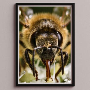 Op de afbeelding: Ingelijste close-upfoto van een bij. De bij is bruin en zwart, met zichtbare antennes en poten. De tong is uitgestoken en het lijkt op een witte bloem te zitten. De afbeelding is goed belicht en gedetailleerd.