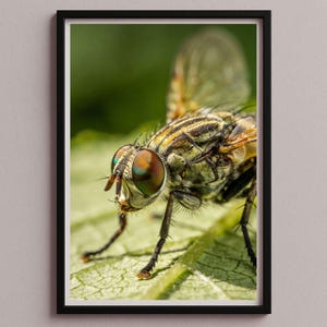 May include: Detailed photograph of a fly with large, multi-faceted eyes, resting on a green leaf. The fly's body shows a mix of colours, including yellow, brown, and black stripes. The image is framed in a black border.