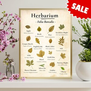 Puede incluir: Un grabado botánico enmarcado titulado "Herbarium - Folia Borealis" con hojas prensadas de varias especies de árboles. El grabado incluye los nombres de cada hoja, como Manzano, Abedul y Cerezo. Una pegatina roja de "SALE" está en la esquina superior derecha.