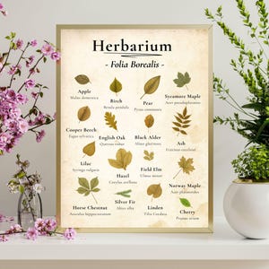Herbarium Poster – Botanical Leaf Chart as Digital Download – 16 Tree Leaves with Latin Names –Vintage Wall Art A1 to 24"x36" and US formats