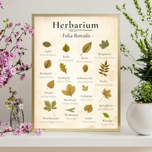 May include: A framed botanical print titled "Herbarium - Folia Borealis" featuring various leaf illustrations with their scientific and common names. The print has a gold frame and is displayed on a white surface.