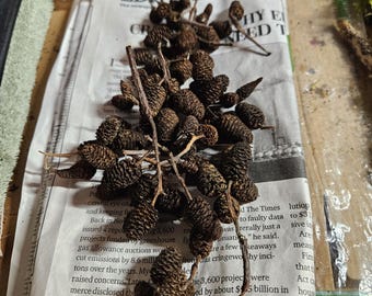 Piñas de aliso: cápsulas de semillas naturales para manualidades y decoración.