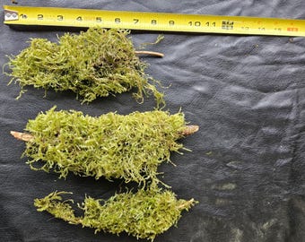 Moss Covered Branches