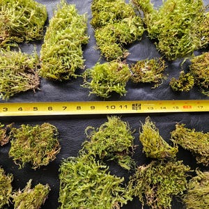 May include: A collection of vibrant green moss clumps, with a yellow measuring tape showing inches from 2 to 20. The moss is arranged on a dark surface, showcasing its natural texture and color.