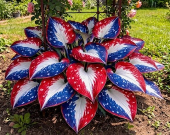 335+ Red White Blue Hosta Seeds | Rare Perennial Garden Flowers
