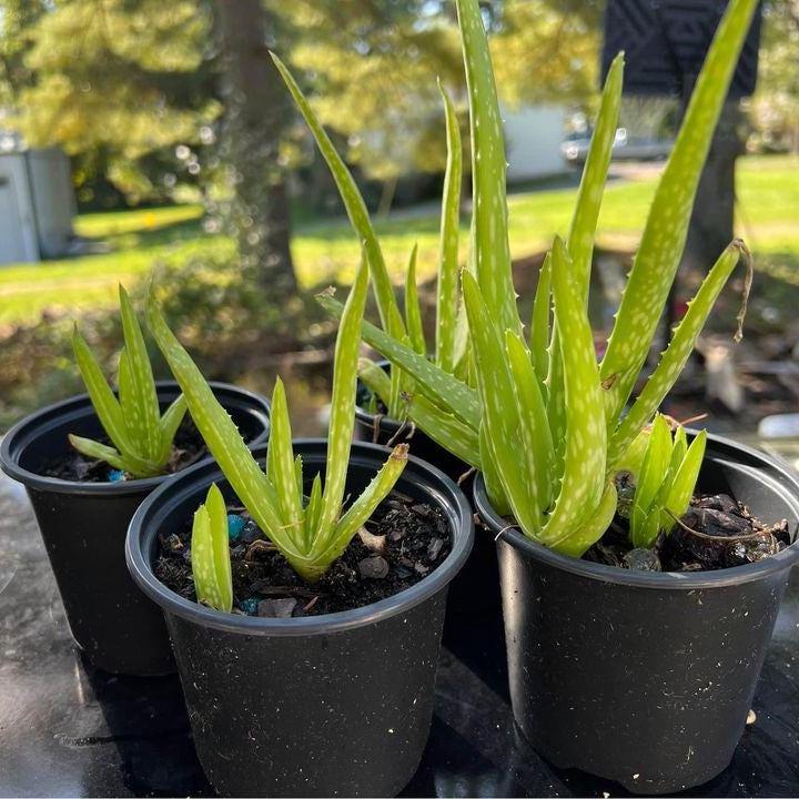 Live organic aloe vera plant - Etsy.de