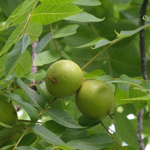 May include: Close-up of a tree branch with green leaves and several green, round fruits. The fruits are clustered together, and the leaves are a vibrant green color. The image is well-lit, and the details of the leaves and fruits are clearly visible.