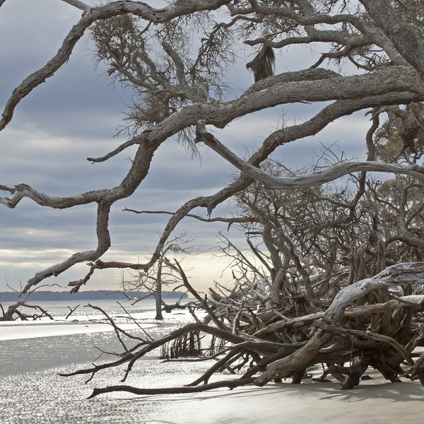 Ossabaw Island Tangled Shadows - An original photograph by Melissa Schneider