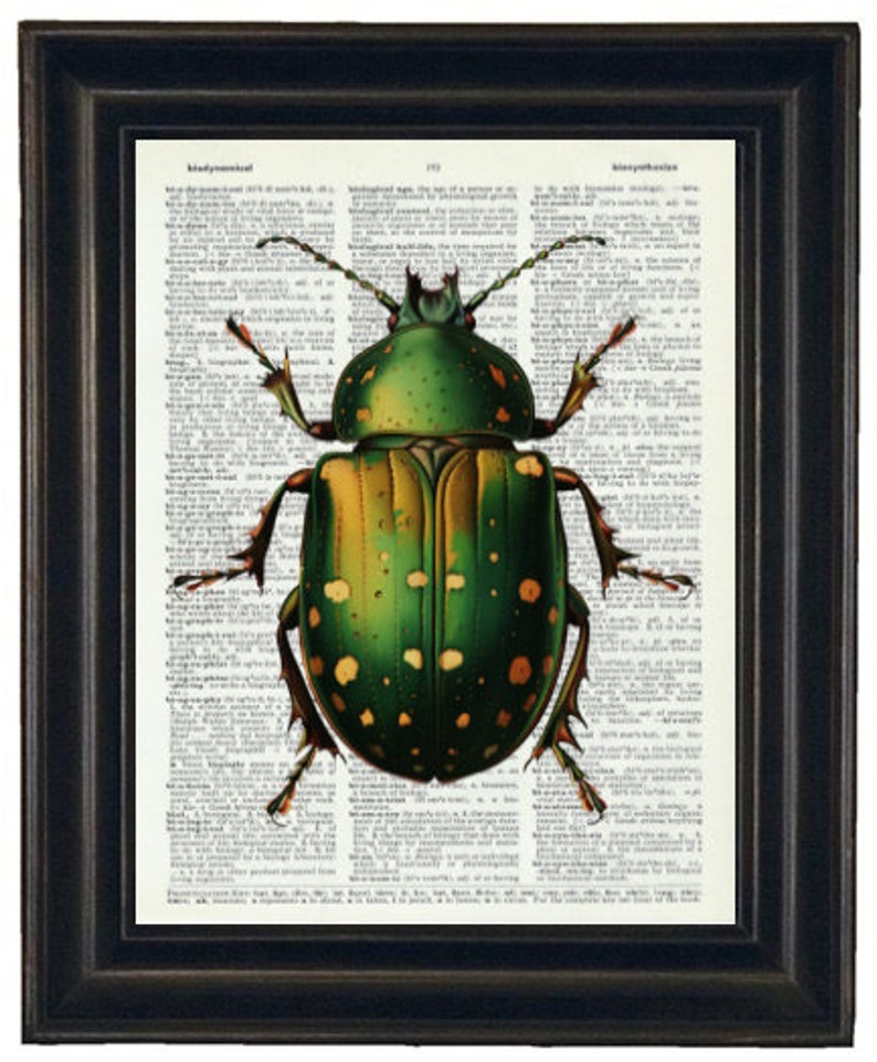 Insect Art Prints, Insect Dictionary Prints, Insect Prints, Set of 6 ...