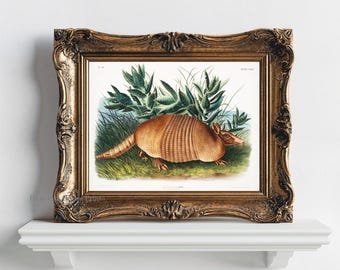 Armadillo Print, Natural History Print, Natural History Art, Armadillo Art
