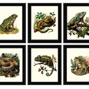Reptile Print, Reptile Wall Art, Lizard Prints, Snake Prints, Set of 6 Reptile Prints, Reptile Theme Prints
