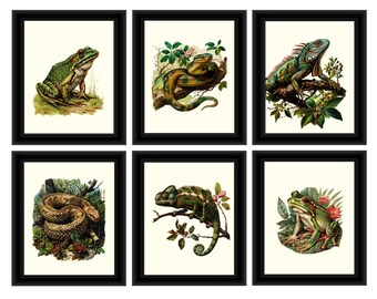 Reptile Print, Reptile Wall Art, Lizard Prints, Snake Prints, Set of 6 Reptile Prints, Reptile Theme Prints
