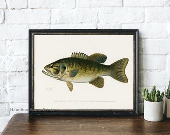 Bass Print, Small Mouth Bass Print, Fish Print, Fisherman Print, Fishing Print