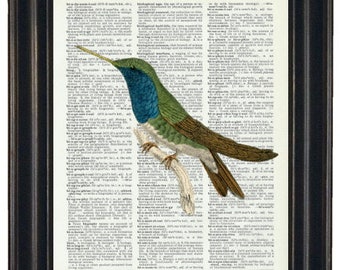 Hummingbird Print, Hummingbird Wall Art, Hummingbird Art Print, Hummingbird Gift, Bird Art Prints, Bird Wall Art