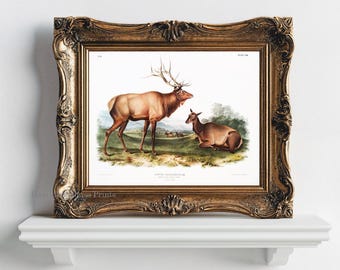 Elk Print, Elk Wall Art, Elk Decor, Deer Landscape Print, Natural History Print