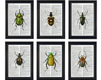 Dictionary Prints, Set of Bug Prints, Bug Dictionary Prints, Bug are Prints, Set of 6 Bug Prints