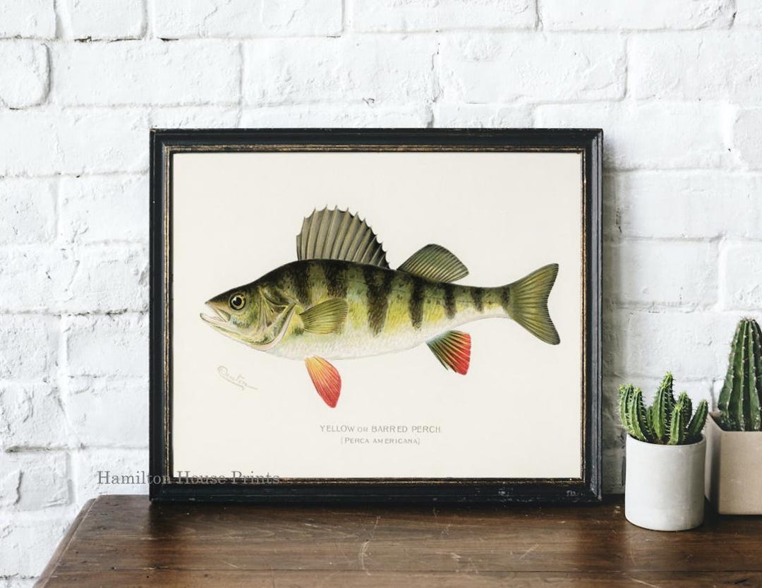 Perch Print, Perch Art Print, Fish Print, Fisherman Print, Fishing ...