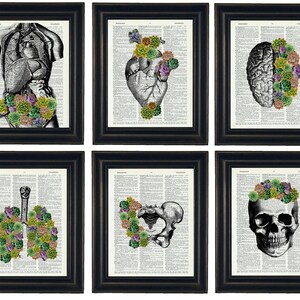 Succulent Anatomy Art Set of Six, A HHP Original Design, Anatomy Art, Dictionary Prints,  Anatomy Print Set, Anatomy Art Heart, Brain