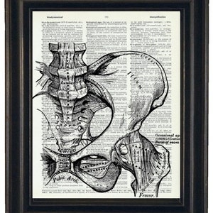 Anatomy Wall Art Prints Dictionary Art Prints Pelvis Art