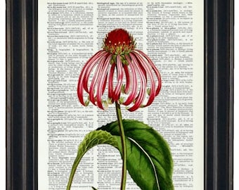 Dictionary Art Print Cone Flower Dictionary Art Print Botanical Art Print Vintage Dictionary Page Print Upcycled
