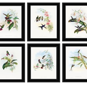 Hummingbird Prints, Set of 6 Hummingbird Prints, Hummingbird Art, Bird Prints, Botanical Prints