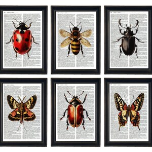 Dictionary Prints, Insects Prints, Insects Theme, Ladybug Prints, Bee Prints, Beatle Prints, Insect