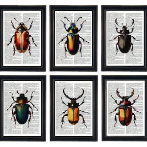 May include: Set of six vintage illustrations of beetles on a white background with black text. The beetles are depicted in various colors, including red, green, blue, and yellow.