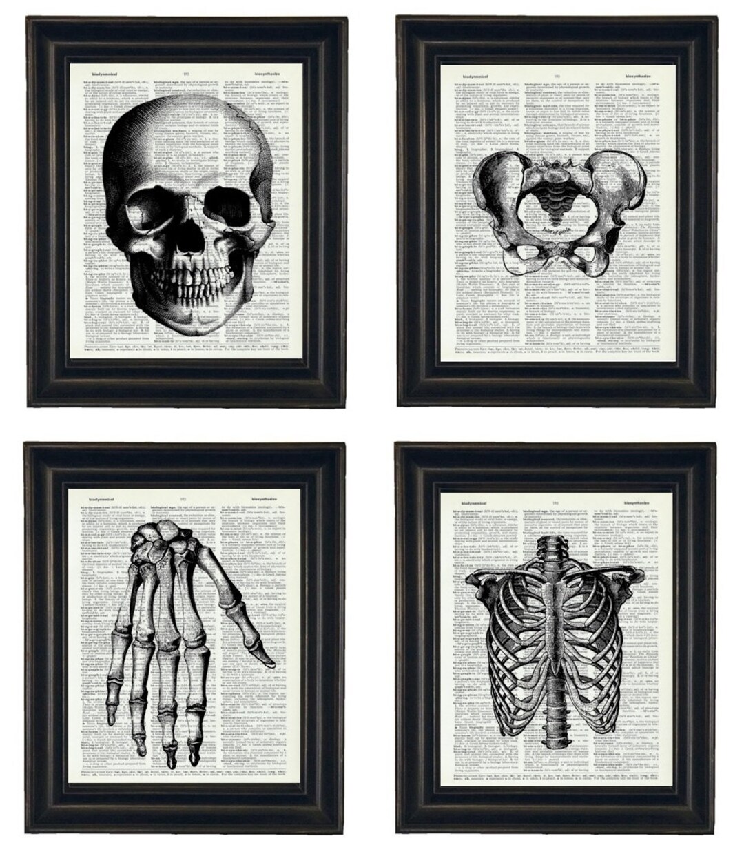 Anatomy Illustration Set of Four, Anatomy Art Dictionary Prints ...