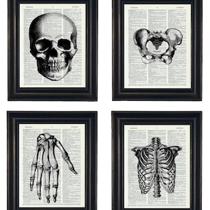 Anatomy Illustration Set of Four, Anatomy Art Dictionary Prints, Anatomy Print Set, Medical Art Prints Set, Art Print Set, Anatomy Prints