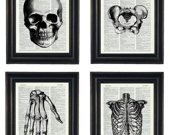 Anatomy Illustration Set of Four, Anatomy Art Dictionary Prints, Anatomy Print Set, Medical Art Prints Set, Art Print Set, Anatomy Prints