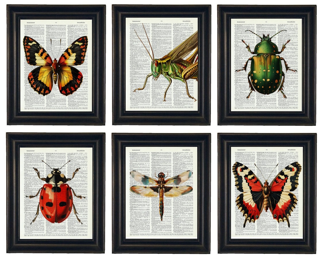 Insect Art Prints, Insect Dictionary Prints, Insect Prints, Set of 6 ...