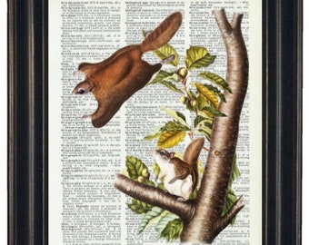 Squirrel Prints, Squirrel Art, Flying Squirrel Prints, Botanical Prints, Squirrel Dictionary Art Prints,