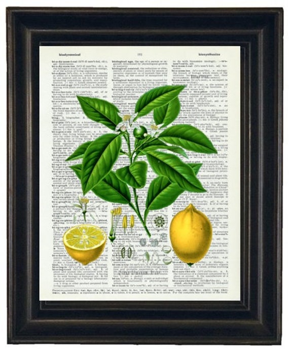 Lemon Art Print Botanical