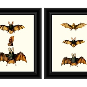 Bat Prints, Bat Wall Art, Bat Theme Prints