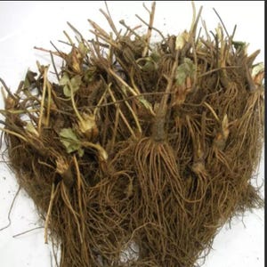 12 Chandler Strawberry Plants Remarkable Flavor BERRY (pack of 12 bare roots for