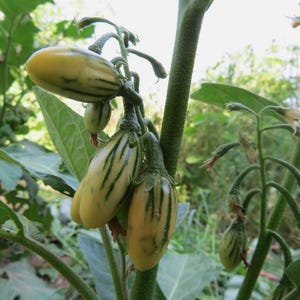 Toga Striped Eggplant - edible ornamental