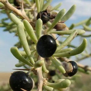 Black Goji Berry ~Lycium ruthenicum~ Himalayan Black Wolfberry Seeds ~ Rare