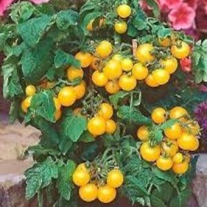 Seed Tomato Aztek Cherry RARE Micro Dwarf INDOOR GREAT All Year hydroponic ++